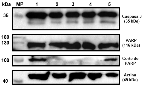 Interfaz de usuario gráfica

Descripción generada automáticamente con confianza media